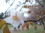sakura2006_1.jpg