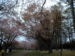 sakura2006_2.jpg