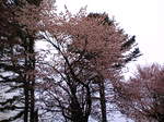 sakura2006_3.jpg